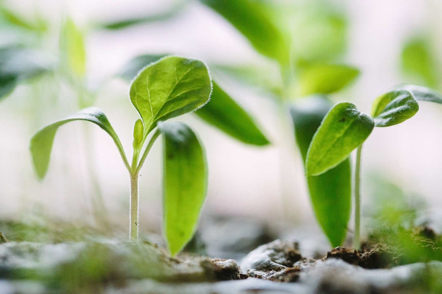Innovaciones tecnológicas que transforman el cuidado ambiental